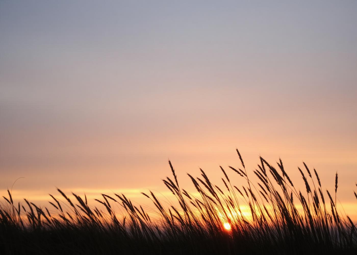 Zonsondergang achter helmgras in de duinen